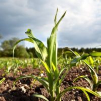 Agricultural and animal products