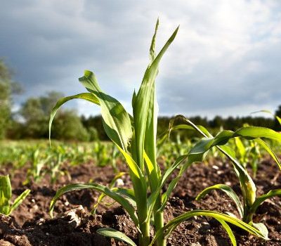 Prodotti per l'agricoltura e per gli animali