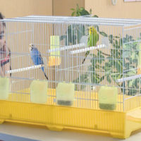 Artikel für Haustiere